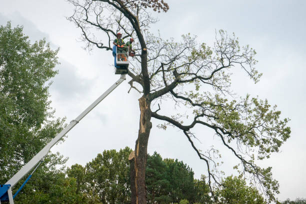 How Our Tree Care Process Works  in  Wolfdale, PA